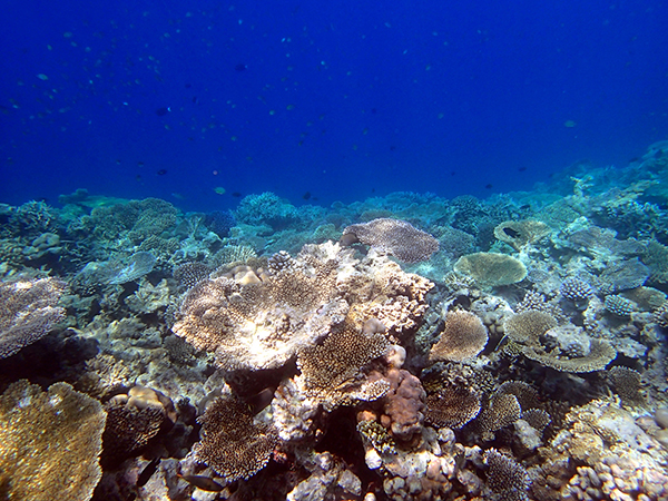 Coral and the Ecosystem