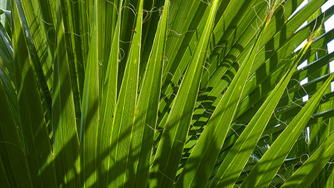 NATIVE or NOT. palm frond