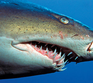 sharks. close up of a shark's mouth
