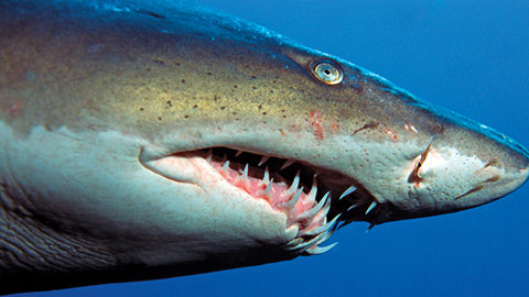 sharks. close up of a shark's mouth
