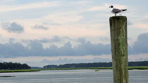 Exploring the May River, a shore bird standing on a pole