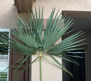 Lord of Life Lutheran Church palmetto frond