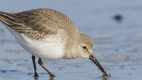 The ACE Basin. sand piper with beak in sand