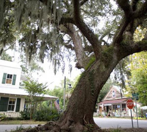 Bluffton Grows Up big tree in a street with white building