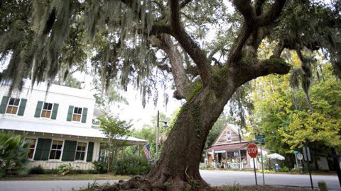 Bluffton Grows Up big tree in a street with white building