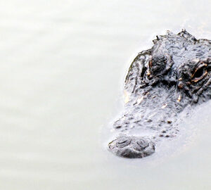 American Alligator