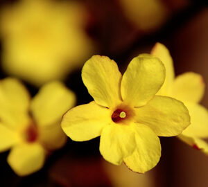 Carolina jessamine yellow flowers
