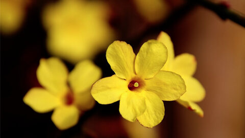 Carolina jessamine yellow flowers