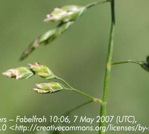 Poa annua