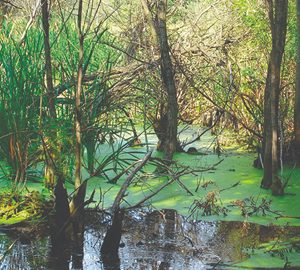 Discover the Wonders of. swamp with trees and algae