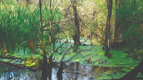 Discover the Wonders of. swamp with trees and algae