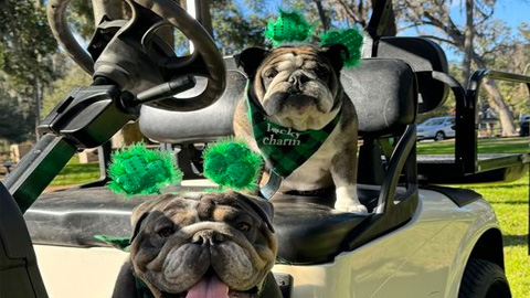 Get Your Irish on. two bulldogs in a golf cart