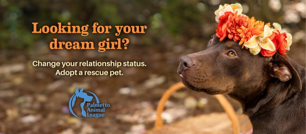 Adopt a Pet at the Palmetto Animal League!