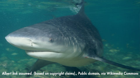 Bull Sharks in Rivers. A shark