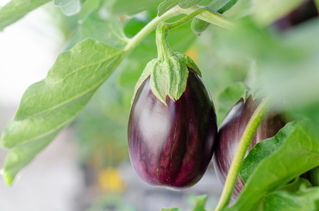 Vegetables to Plant in Bluffton This May
