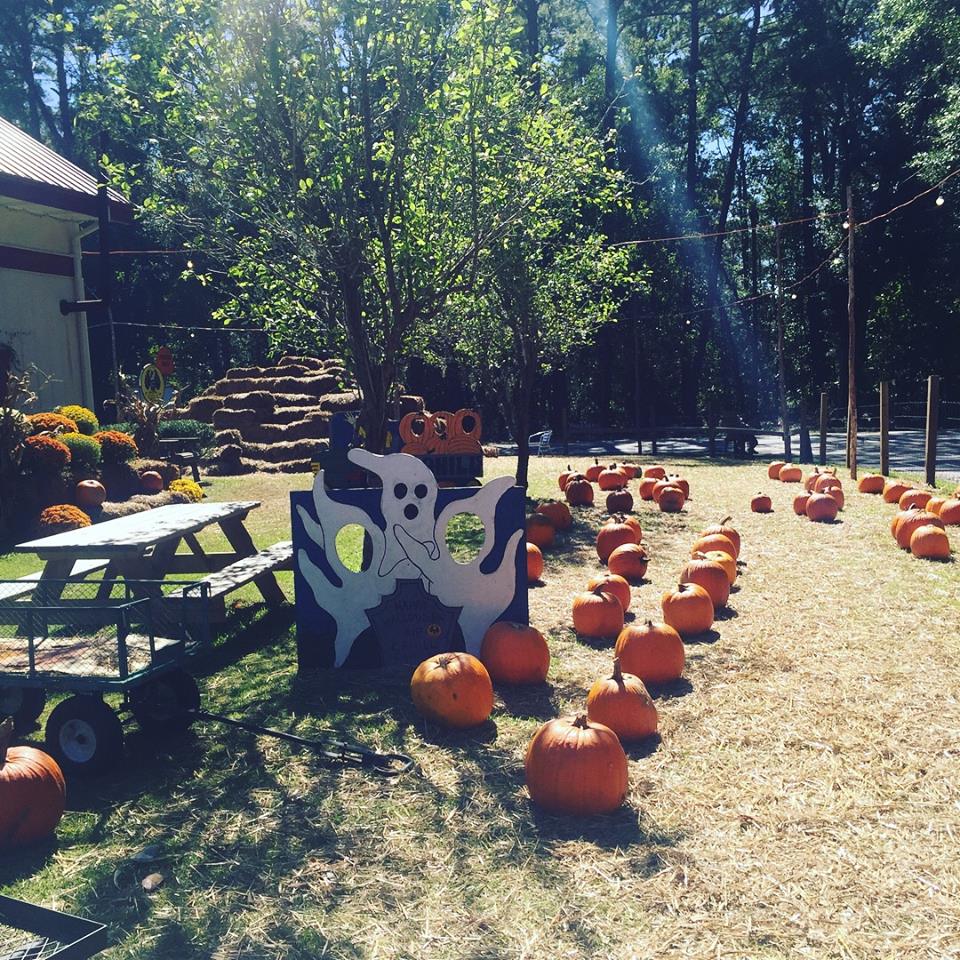 Pumpkin Patches to Visit