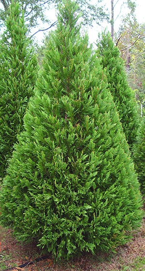Leyland Cypress Christmas Tree