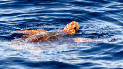 Loggerhead Sea turtles. turtle swimming