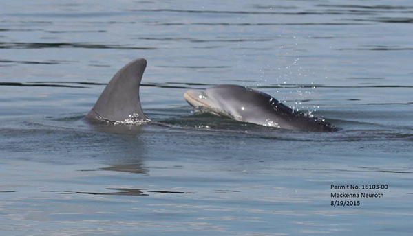 mother dolphin and calf pair