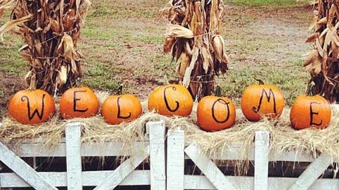 Find the Perfect Pumpkin. pumpkins spelling out the word welcome